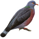 Columba for Google Chrome